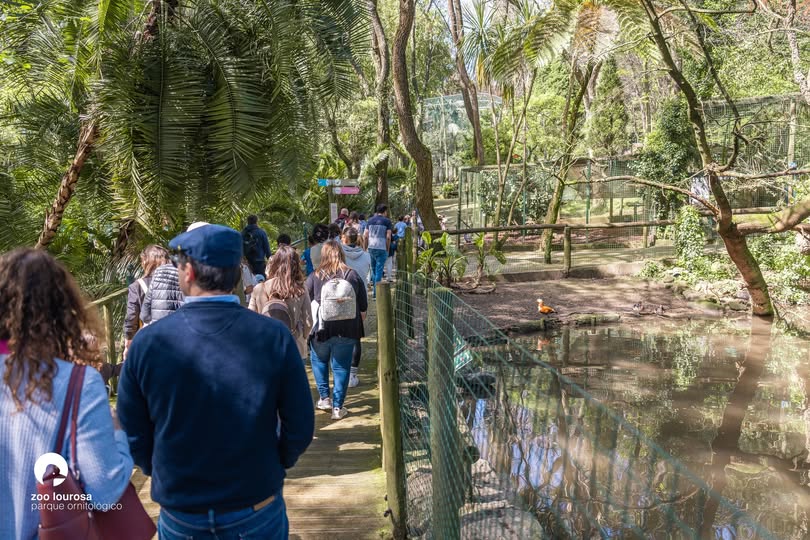 Zoo de Lourosa abre portas a uma visita às Guardiãs das Aves